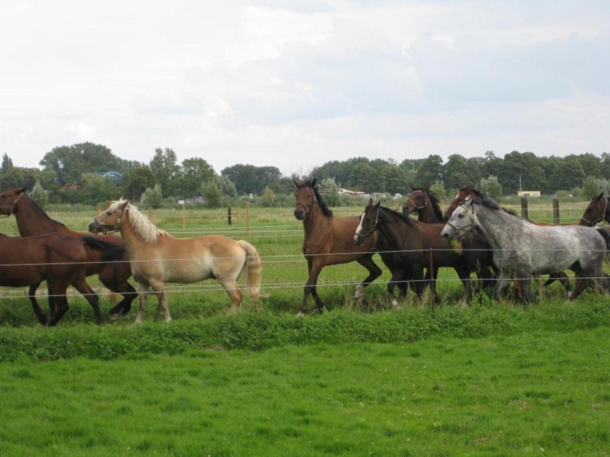 Ferienwohnungen Luisenhof Paretz Esterno foto